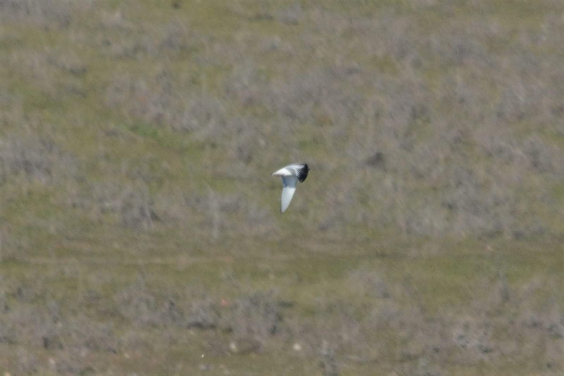 Gaviota enana vuelo2